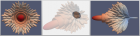 Filename=Applications_Antenna_arrays_274_element_PAA_2_1.png
Filesize=254KiB
Dimensions=872x225
Date added=Jun 04, 2014 Applications_Antenna_arrays_274_element_PAA_2_1.png