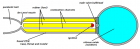Filename=800px-SpaceShipOne_schematic.png
Filesize=83KiB
Dimensions=800x283
Date added=Aug 25, 2013 800px-SpaceShipOne_schematic.png