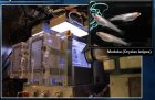 Filename=Aquatic_Habitat_Experimental_Device.jpg
Filesize=126KiB
Dimensions=847x552
Date added=Jul 23, 2012 Aquatic_Habitat_Experimental_Device.jpg