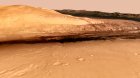 Filename=CuriositysPath_toMountSharp_020.jpg
Filesize=291KiB
Dimensions=1280x720
Date added=Nov 16, 2013 CuriositysPath_toMountSharp_020.jpg