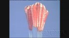 Filename=NASAl_Orion_Parachute_Test_1001_05.jpg
Filesize=43KiB
Dimensions=640x360
Date added=Jul 24, 2012 NASAl_Orion_Parachute_Test_1001_05.jpg