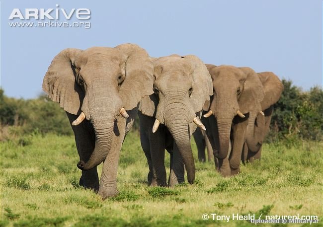 Male-African-elephants-walking5B15D.jpg