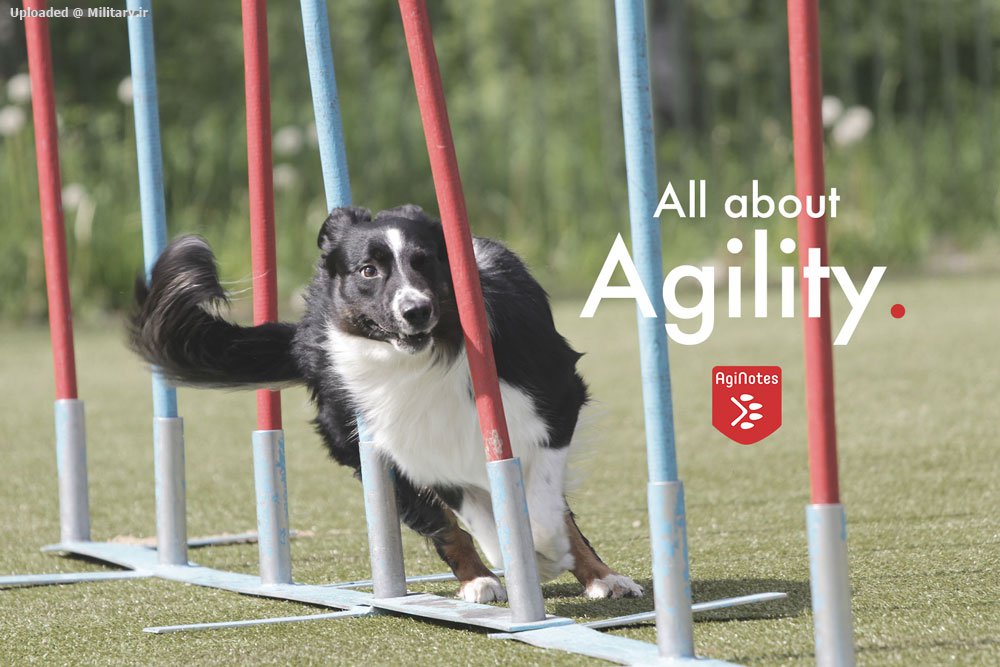 AgiNotes-dog-agility-blog-SEO.jpg