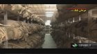 thumb_talash_miltary_ir_282729.JPG
