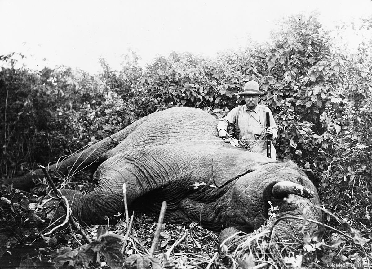 Roosevelt_safari_elephant.jpg