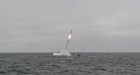 Filename=1000w_q95-5-2.jpg
Filesize=47KiB
Dimensions=1000x542
Date added=Jul 01, 2018 1000w_q95-5-2.jpg