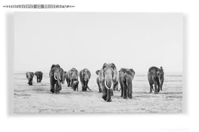 elephant-walk-canvas-art.jpg