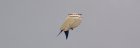 Filename=CmiqKemXgAEK6pN.jpg
Filesize=32KiB
Dimensions=1199x413
Date added=Jul 05, 2016 CmiqKemXgAEK6pN.jpg