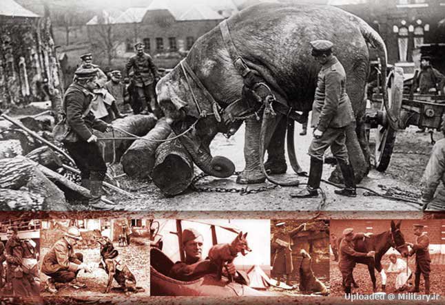 Animals-in-the-Great-War.jpg