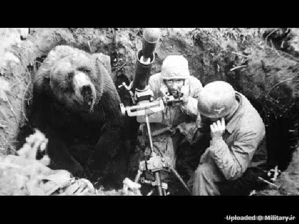 The-Story-Of-Wojtek-The-Soldier-Bear.jpg