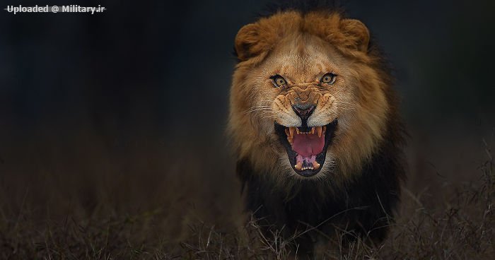 animal-photography-angry-charging-lion-atif-saeed-pakistan-fb__700.jpg