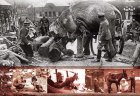 Filename=Animals-in-the-Great-War.jpg
Filesize=90KiB
Dimensions=646x443
Date added=Mar 14, 2019 Animals-in-the-Great-War.jpg